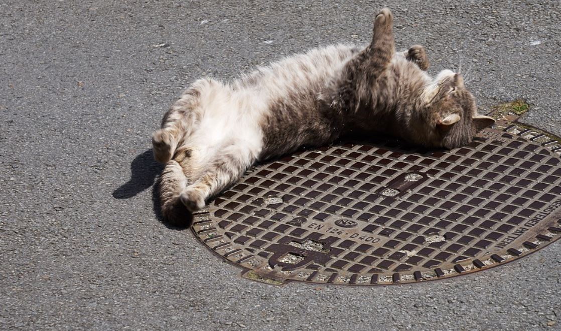 kočka na kanalizaci